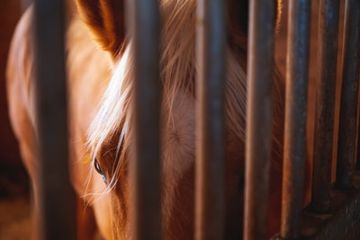 Brown horse in a cage
